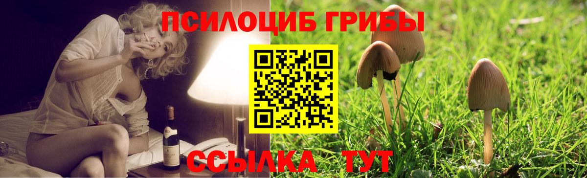 Псилоцибиновые грибы Cubensis Выборг